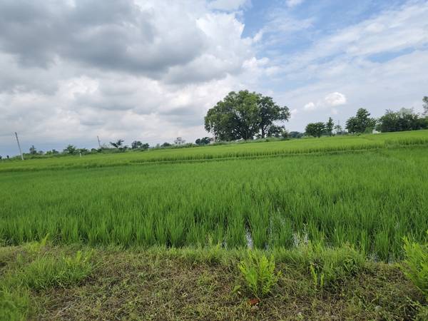 Land for sale madigarm 4 number mahubari