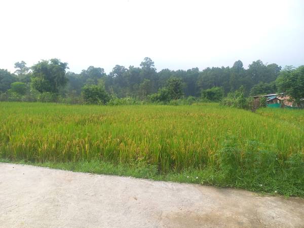 Land for sale at tamnagar