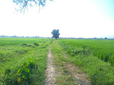 6 Bigha Land Sale At Suddhodhan Mainahiya