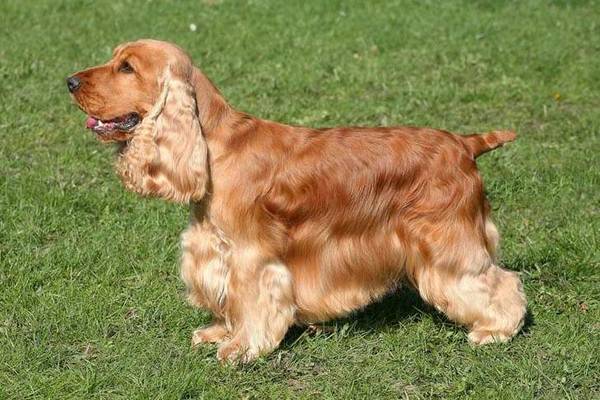 Breed of Cocker Spaniel is Available for Booking