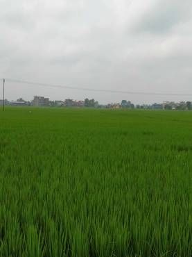 5 Kattha 16 Dhur Land On Sale At Rupandehi Khaireni Shankarpur