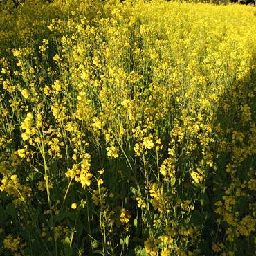 जग्गा बिक्रीमा
