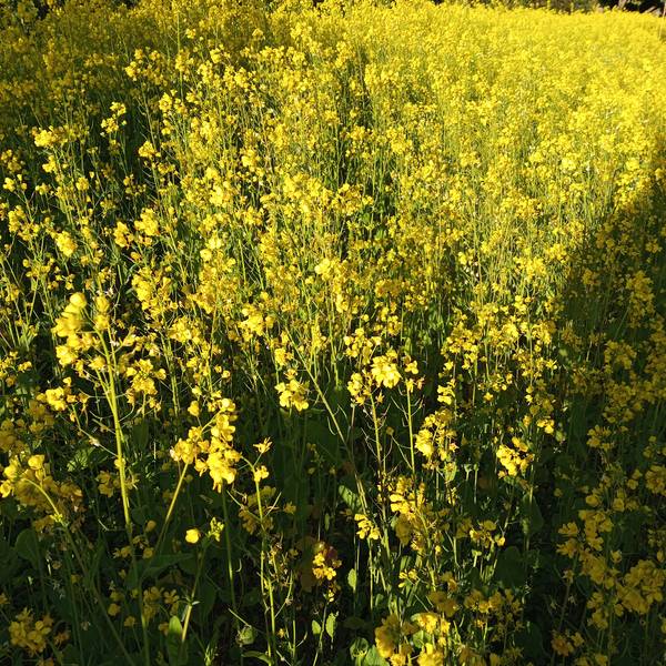 जग्गा बिक्रीमा