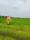 Residental land for sale