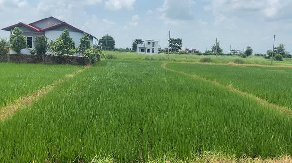 Tilottama sainik path 2 Kattha Land for Sale – Rs. 2 Lakh per Dhur