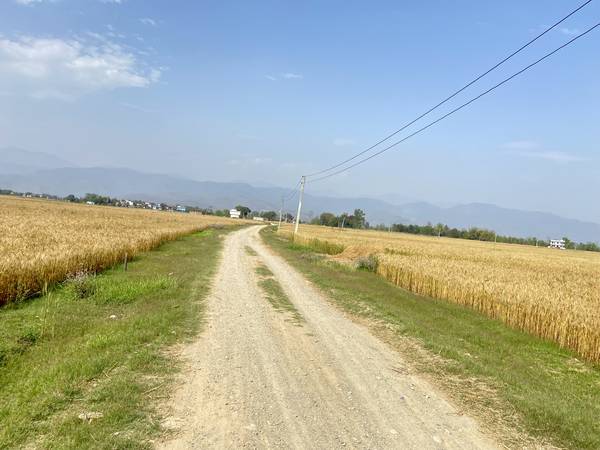 Prime 3.5 Bigha Land for Sale near the Sikara Viral Tree – Ideal for Industry, Factory & Plotting