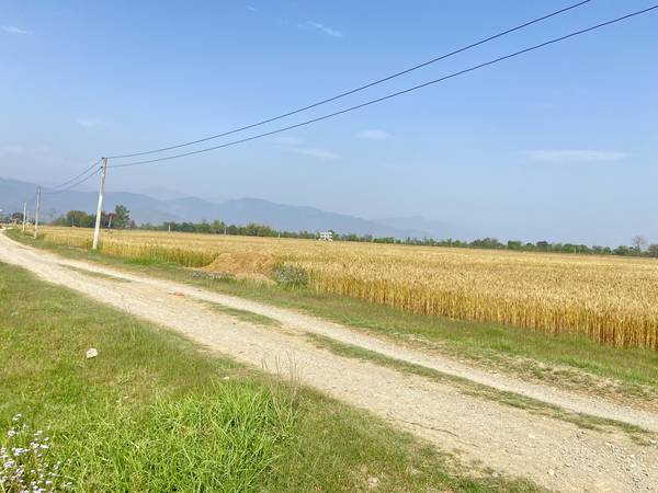 Prime 3.5 Bigha Land for Sale near the Sikara Viral Tree – Ideal for Industry, Factory & Plotting