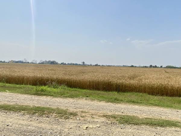 Prime 3.5 Bigha Land for Sale near the Sikara Viral Tree – Ideal for Industry, Factory & Plotting