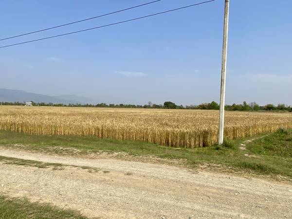 Prime 3.5 Bigha Land for Sale near the Sikara Viral Tree – Ideal for Industry, Factory & Plotting