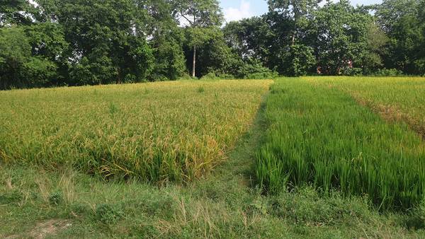 Land on Sale near Bhairawa