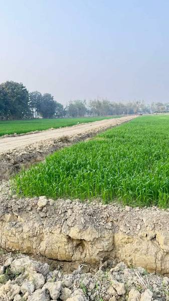 25 Kattha Land for Sale at Shankarpur Chowk, Khairani (Omsatiya-6, Narainpur)