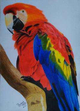 Color Sketch Of Macaw Parrot