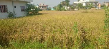 10 Dhur East-Facing Land For Sale In Sainamaina-6 | Near Highway | Residential Area