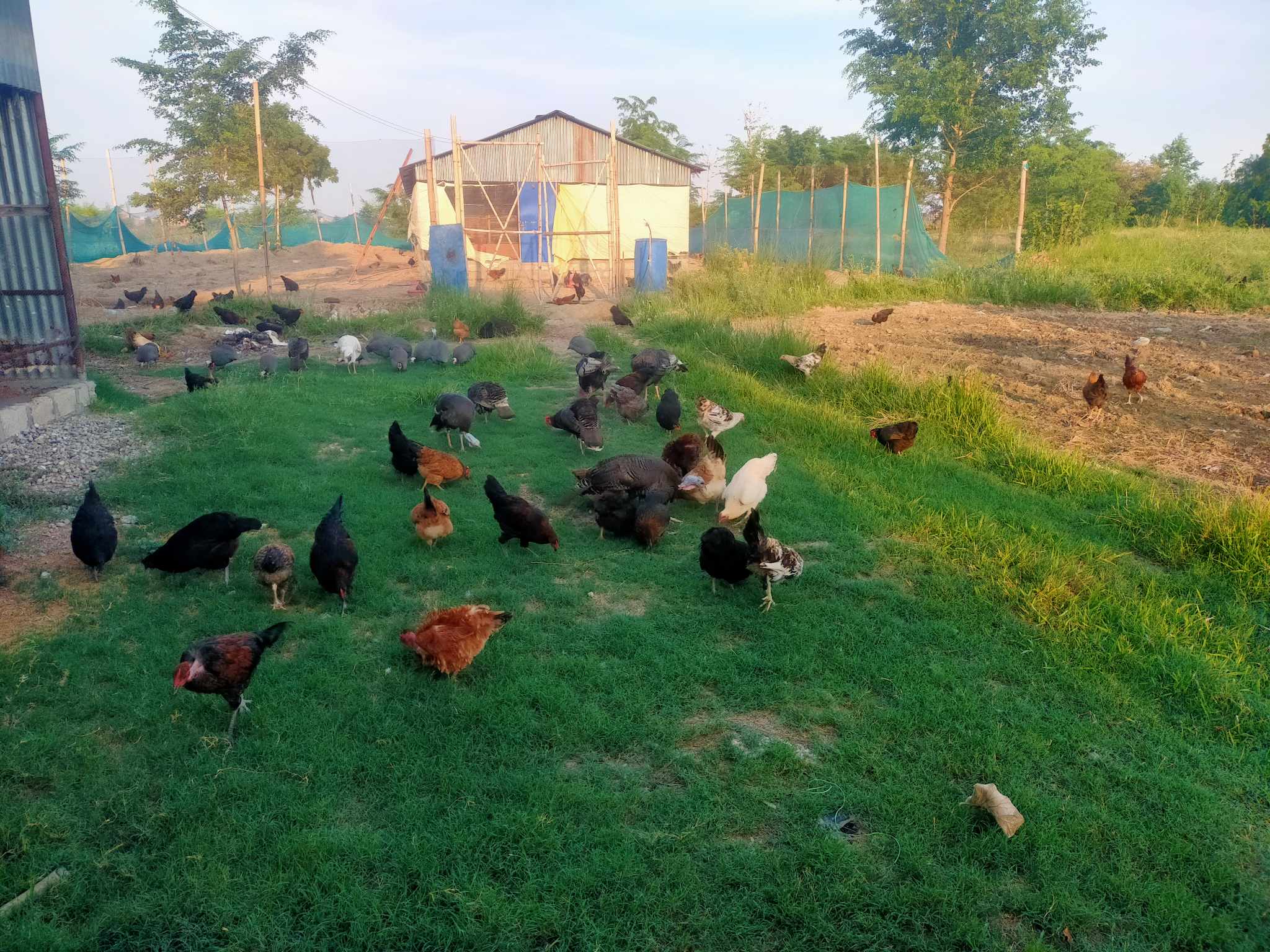 Agriculture Farm On Sale at Tilottama Karahiya Mudiyari