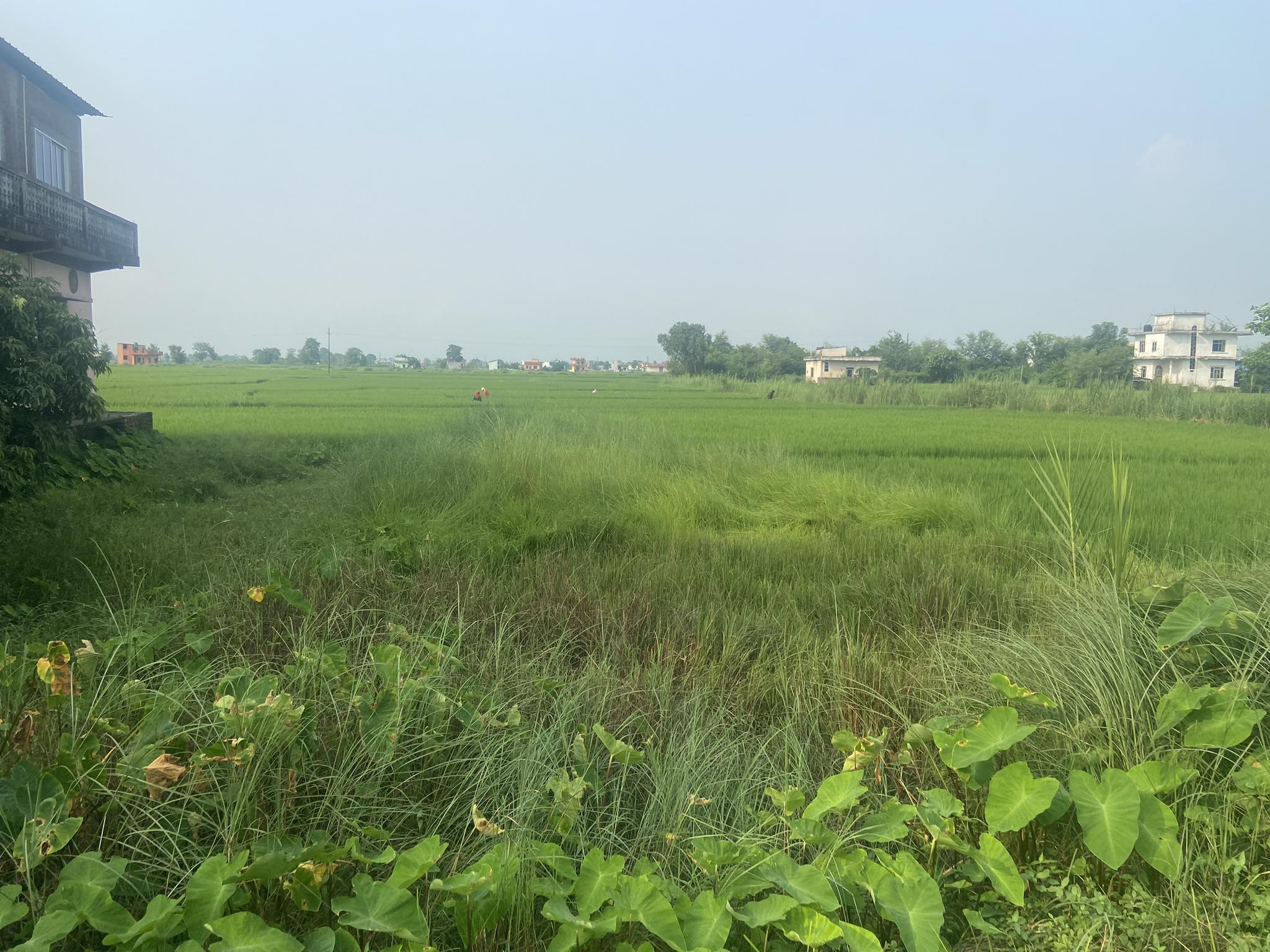 South Facing 16 Dhur Land on Sale at Tilottama Paththardada Near Madaha Chowk