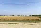 Prime 3.5 Bigha Land for Sale near the Sikara Viral Tree – Ideal for Industry, Factory & Plotting