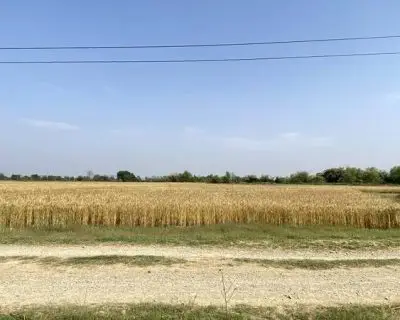 1000166009