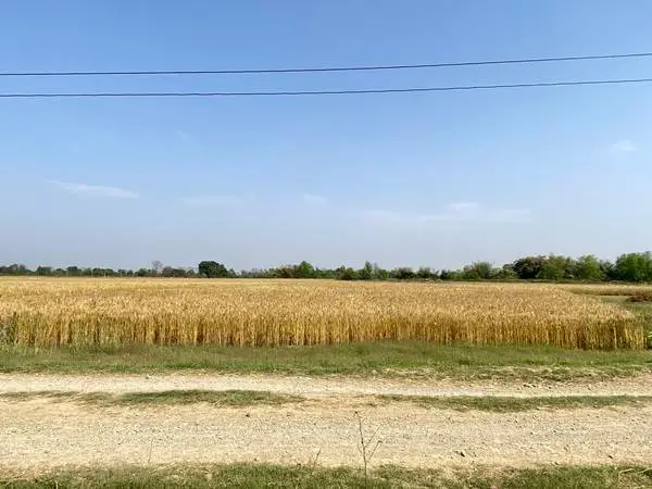 Prime 3.5 Bigha Land for Sale near the Sikara Viral Tree – Ideal for Industry, Factory & Plotting
