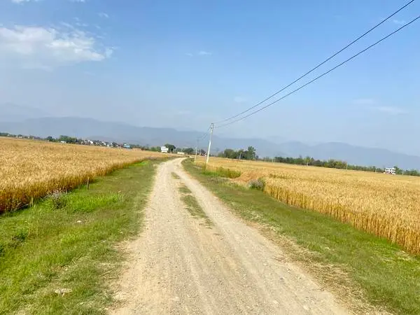 Prime 3.5 Bigha Land for Sale near the Sikara Viral Tree – Ideal for Industry, Factory & Plotting