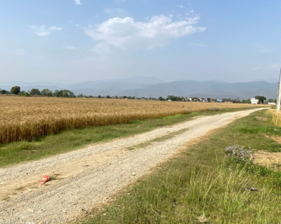 3.5-bigha-land-for-sale-near-shikara-viral-tree-suddhodhan-rupandehi
