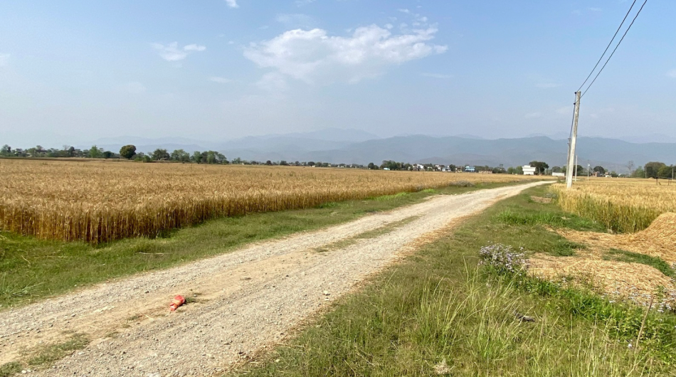 Attractive 3.5 Bigha Land for Sale near Shikara Viral Tree, Suddhodhan Rupandehi