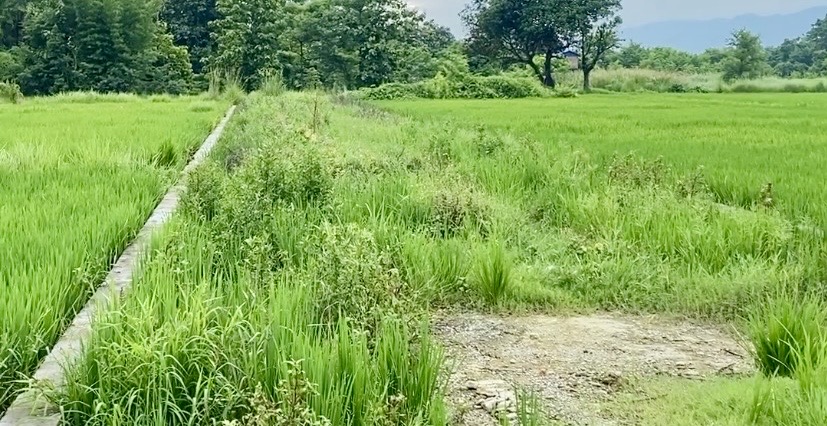 Land for Sale in Murgiya, Sainamaina – North/East Facing Residential Plot