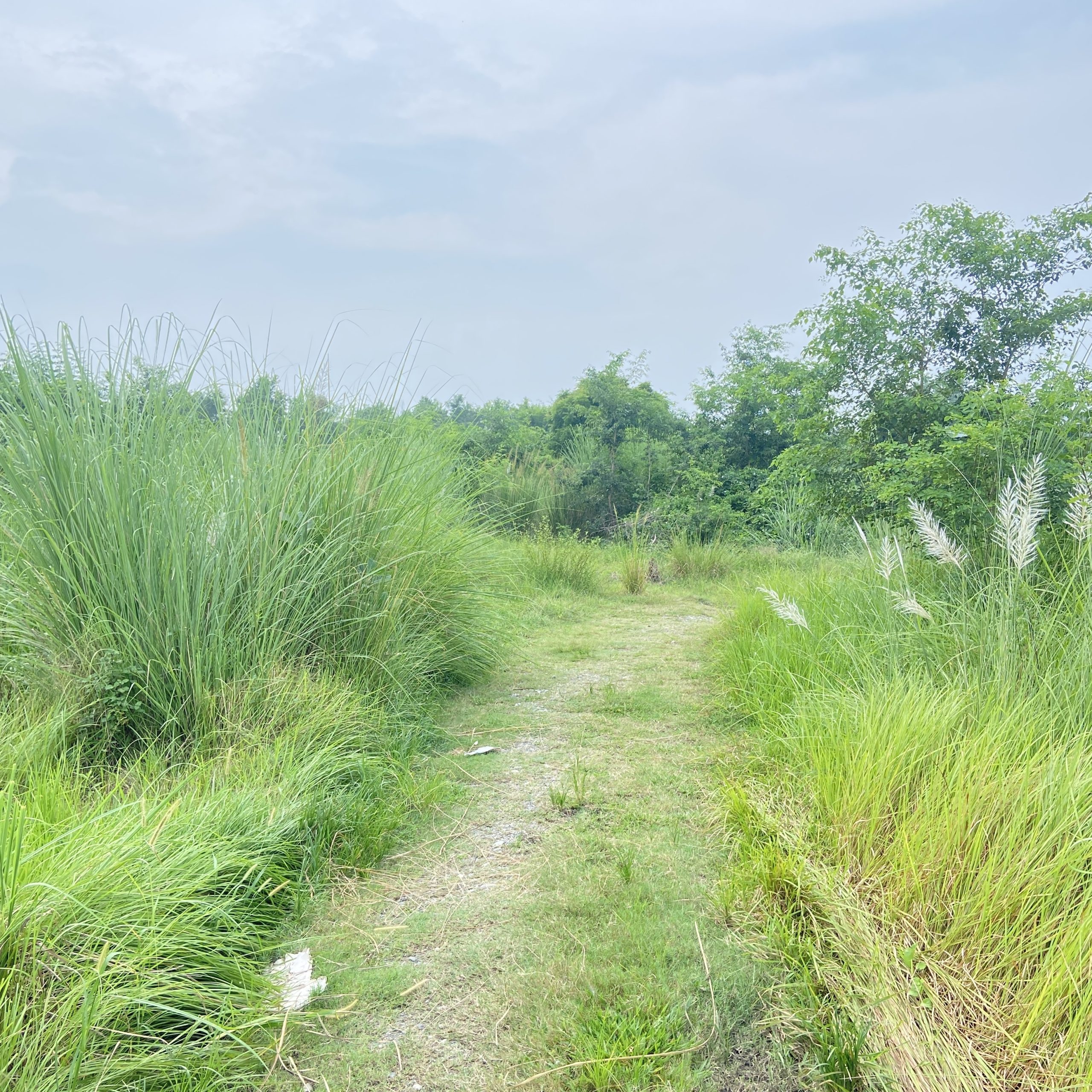 Land for sale near Gorkatta Bazaar Manigram Tilottama